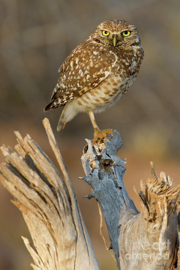 Owl on cholla rib  Photograph by Bryan Keil