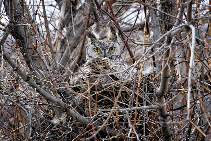 Owl On Its Nest Photograph