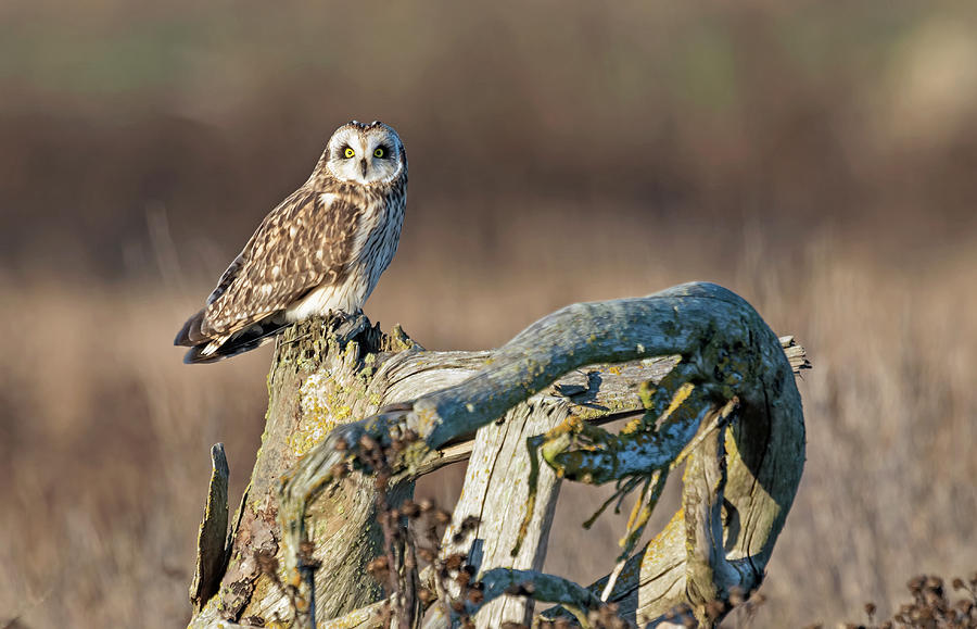 Owl on stump Photograph by Terry Dadswell