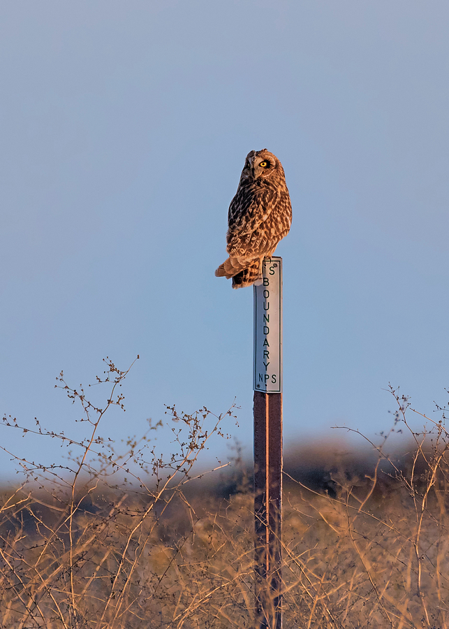Owl on the Border Photograph by Loree Johnson