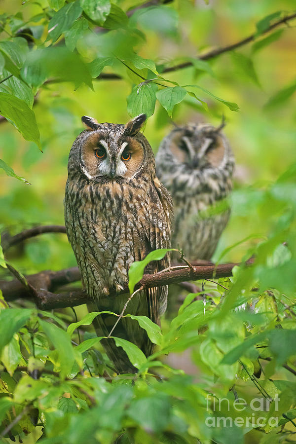 Owl Pair in Tree Photograph by Arterra Picture Library