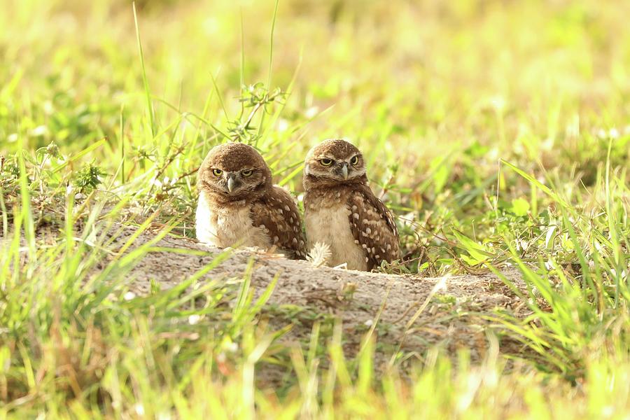 Owl pair Photograph by Kaylin Raycraft - Fine Art America