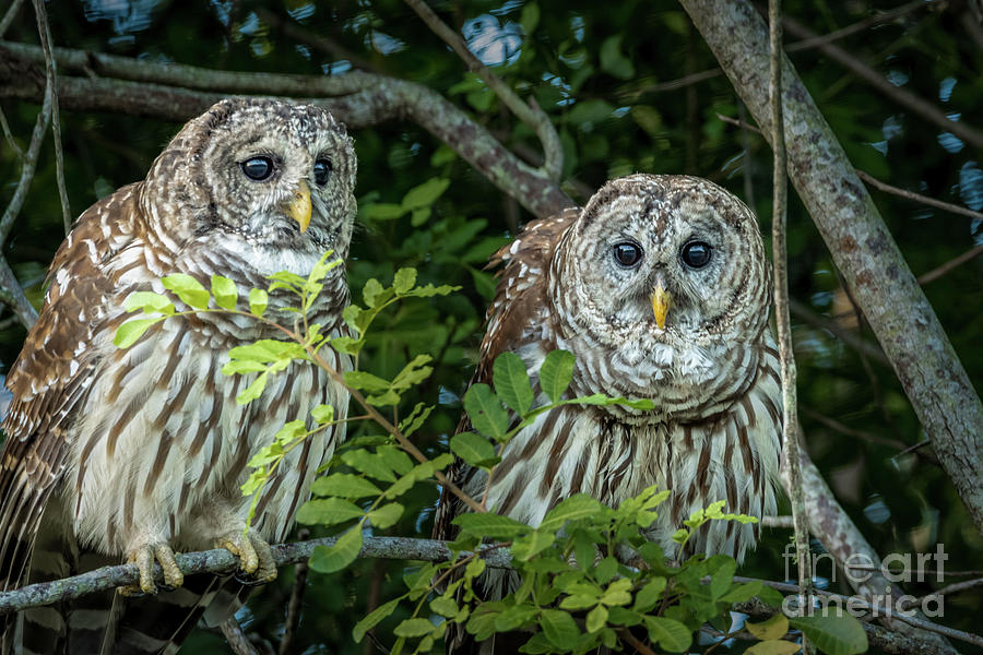 Owl Pair Photograph by Tom Claud