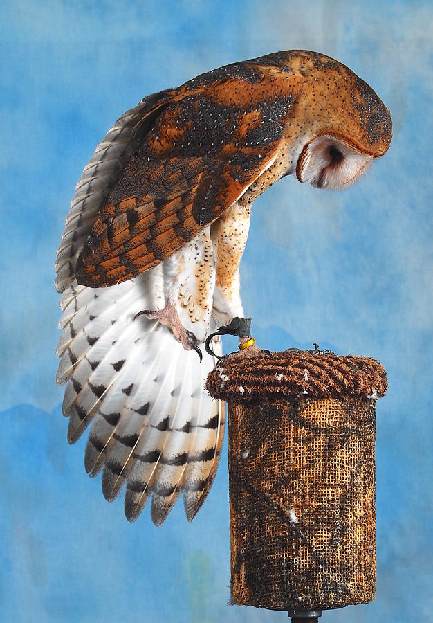 Owl Posing Photograph by Caroline Stella