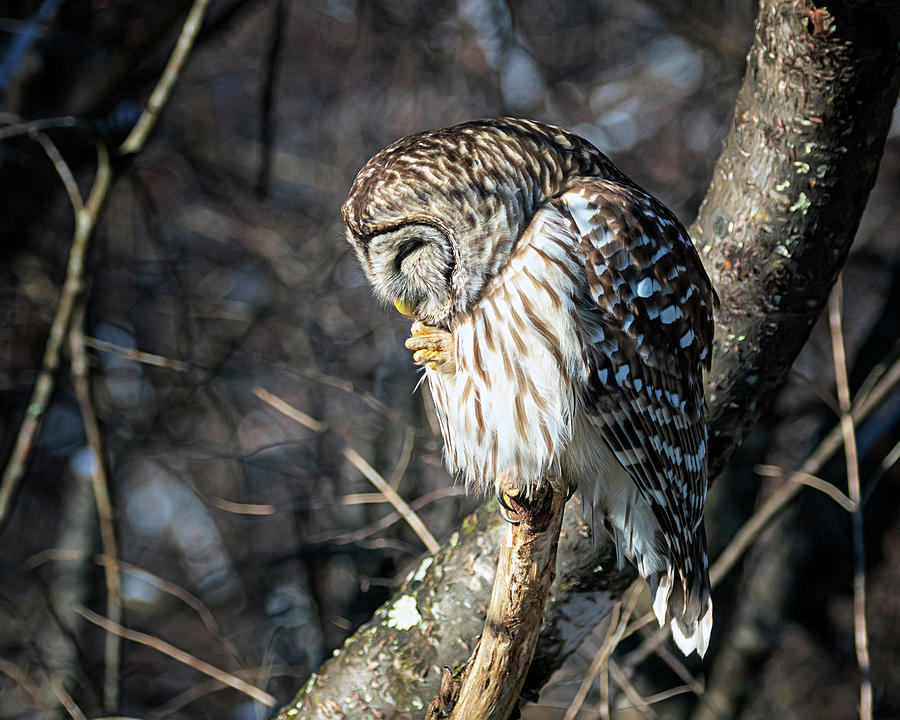 Owl Prayer Photograph by Jaki Miller