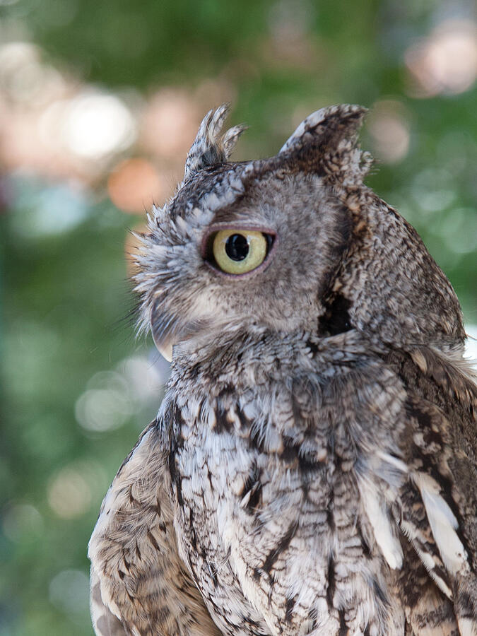Owl Profile with Huge Eye Photograph by Matthew Bamberg Owl Profile with Huge Eye Photograph by Matthew Bamberg