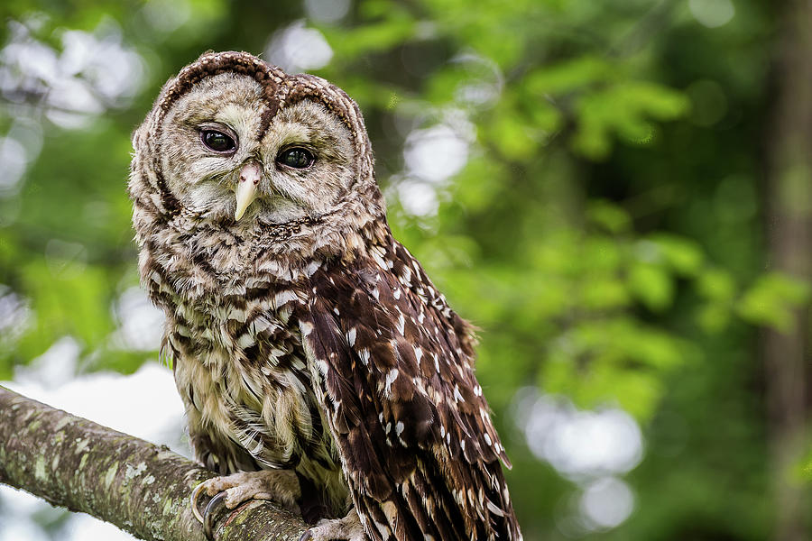 Owl Photograph by Robert Miller