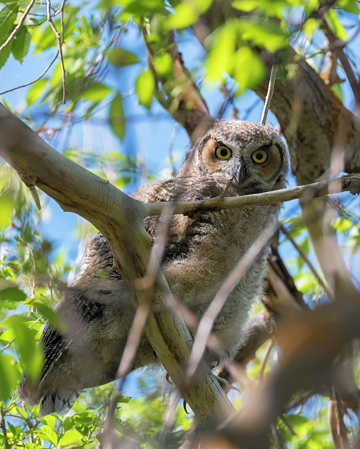Owl School Photograph by Loree Johnson