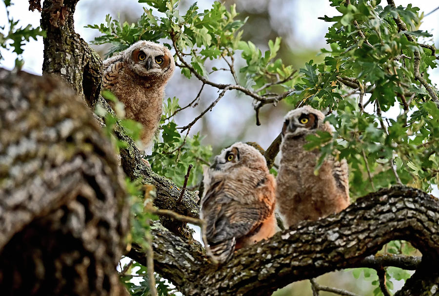 Owl Siblings - Great Horned Owlets Photograph By Amazing Action ...