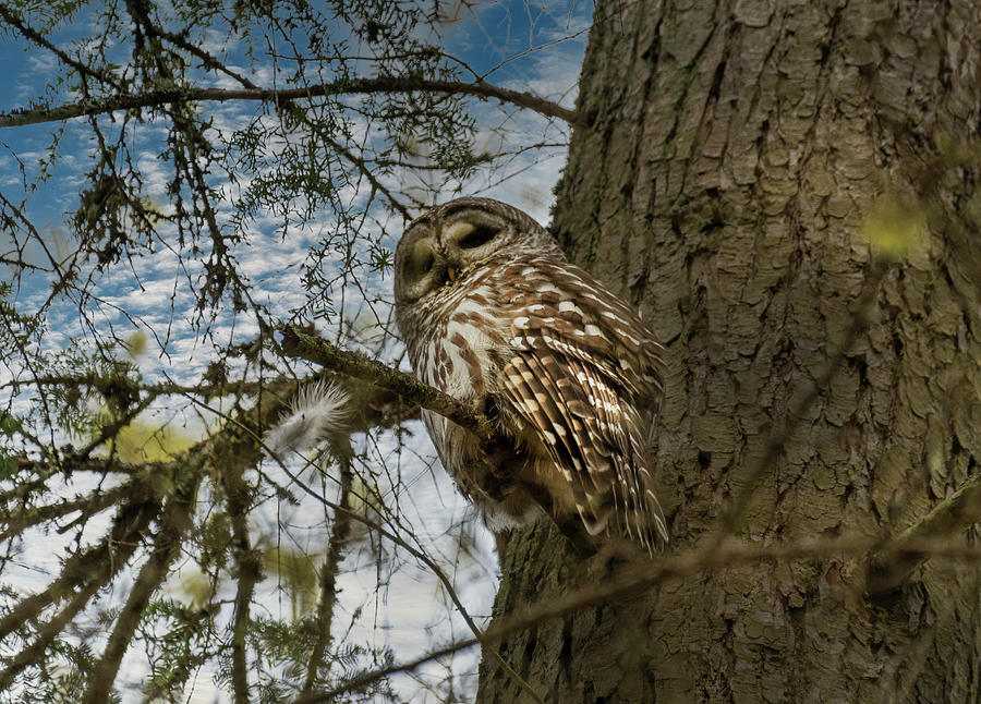 Owl Sighting Photograph by Jerry Cahill