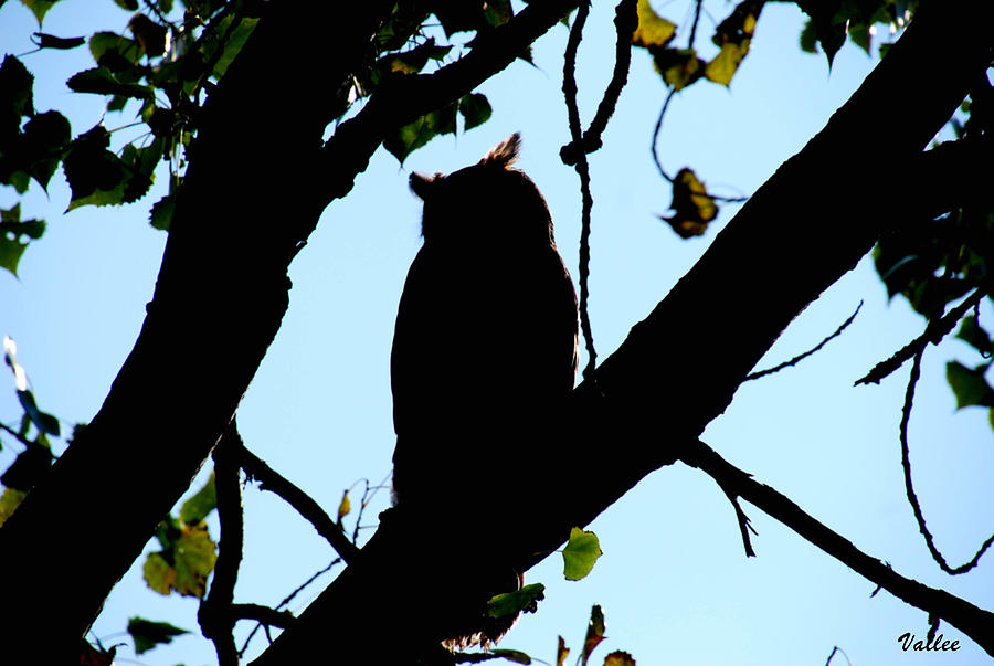 Owl Silhouette Photograph by Vallee Johnson