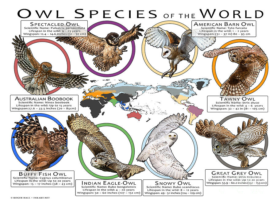 Owl Species of the World Photograph by Roger Hall