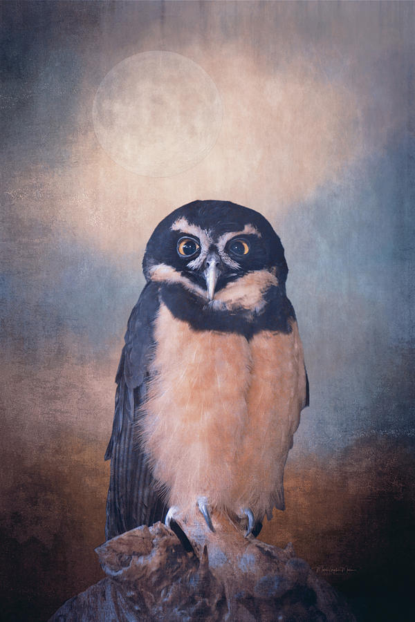 Owl Spirit Photograph by Maria Angelica Maira