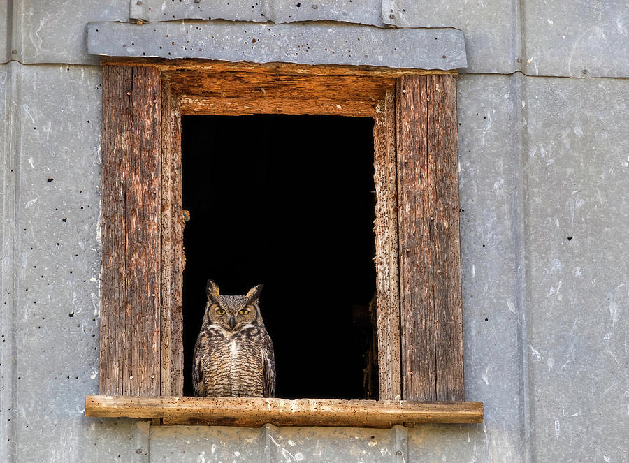 Owl Stare by Harold Carlson Owl Stare by Harold Carlson