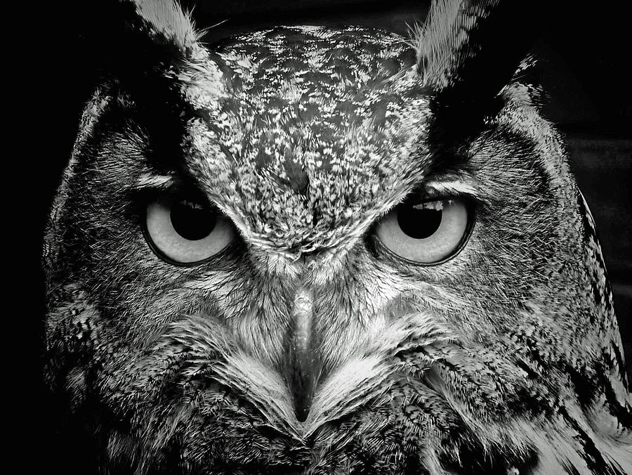 Owl Digital Art by Steven Parker
