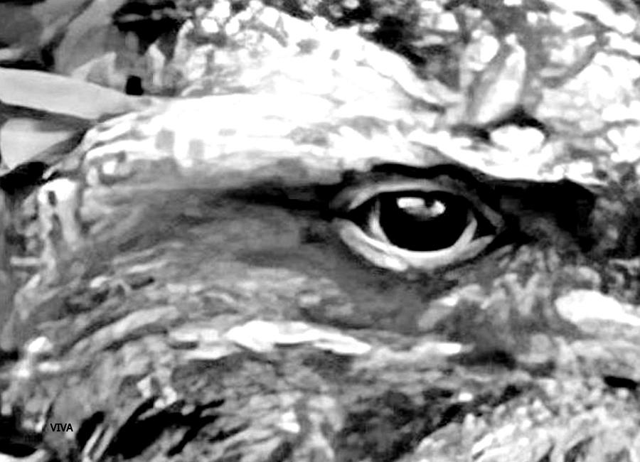 OWL - THE LOOK  b-w Photograph by VIVA Anderson