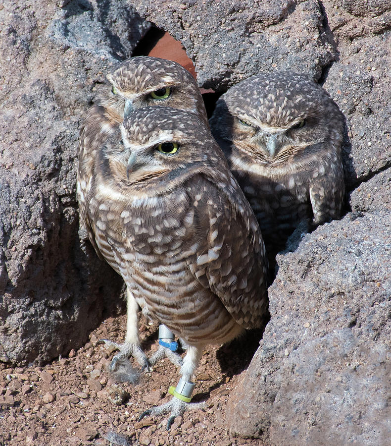 Owl Trio Photograph