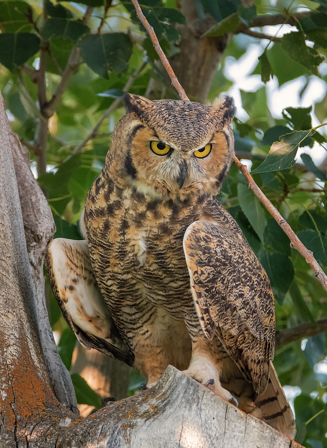 Owl Watching Prey Photograph by Loree Johnson