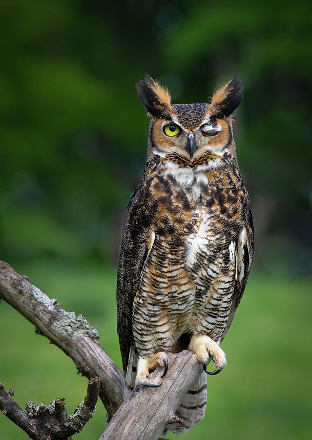 Owl Winking. Photograph by Richard Olson - Fine Art America