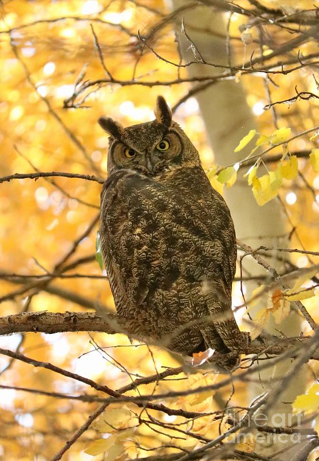 Owl with Autumn Sunshine Photograph by Carol Groenen