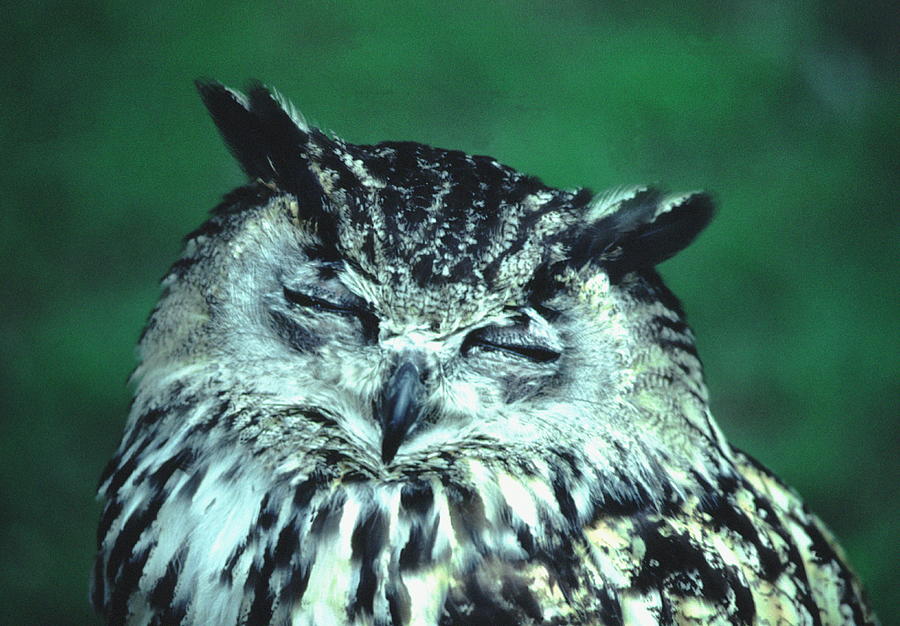 Owl With Closed Eyes Photograph by Derek P. Redfearn