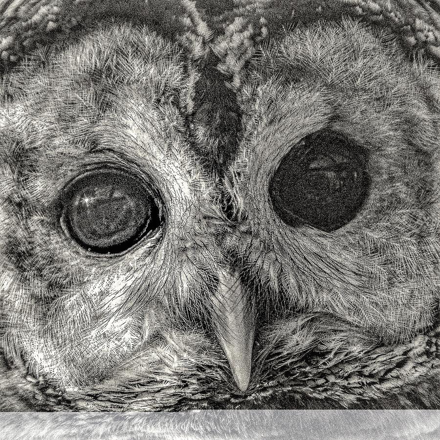 Owl2 Photograph by John Linnemeyer