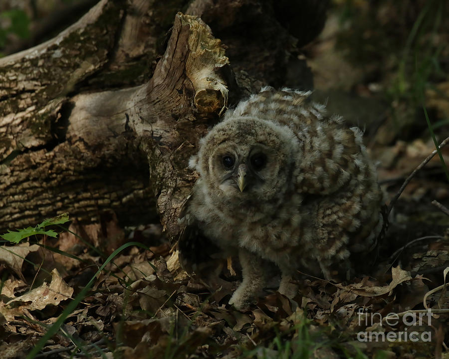 Owlet Fell To Earth Photograph