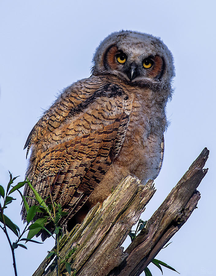 Owlet - juvenile great horned owl in wild on dead tree Photograph by Peter Herman