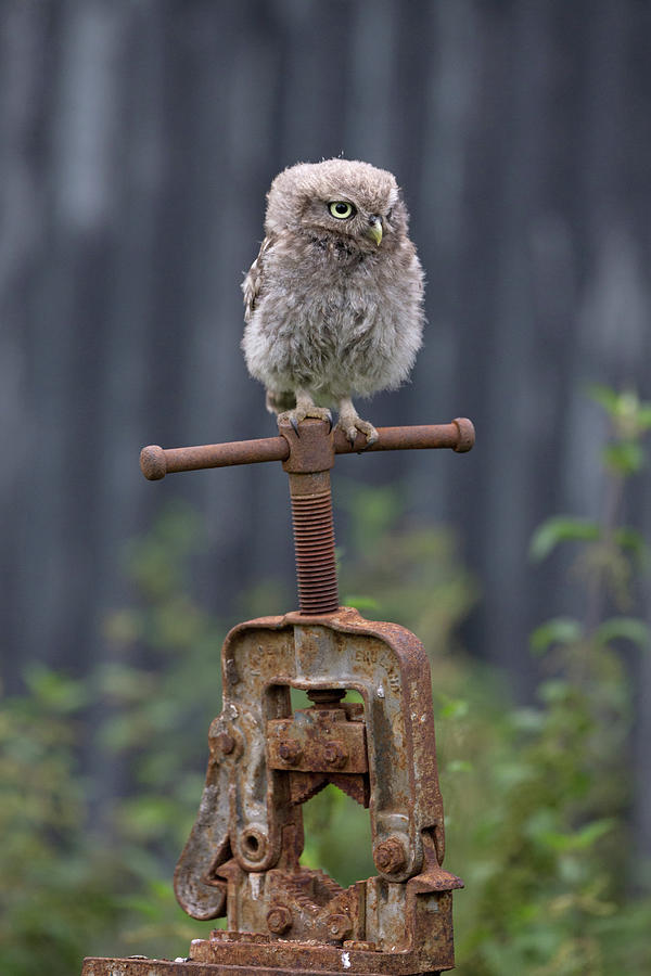 Owlet On Pipe Bender Photograph by Pete Walkden