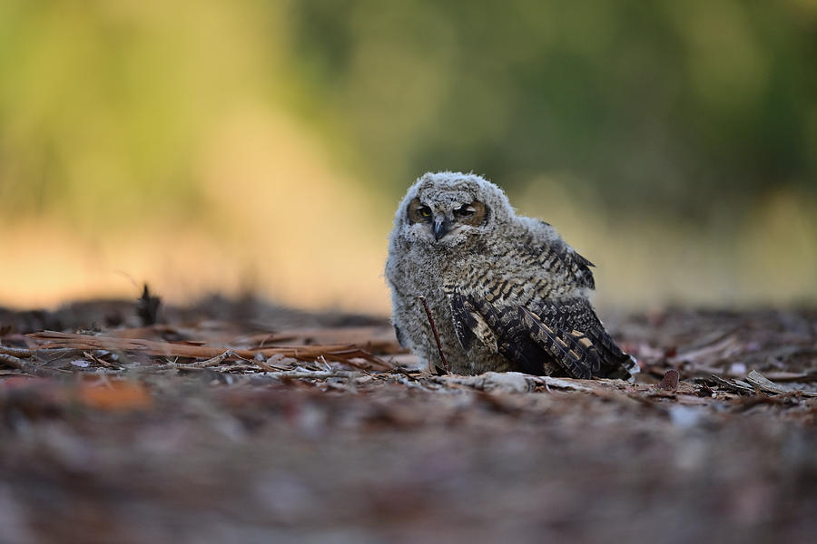 Owlet on the ground - Rancho San Antonio, Cupertino Photograph by Amazing Action Photo Video
