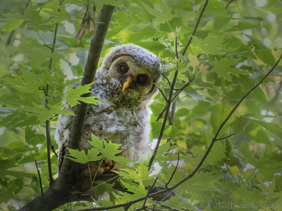 Owlet Peek-A-Boo Photograph by Patti Deters
