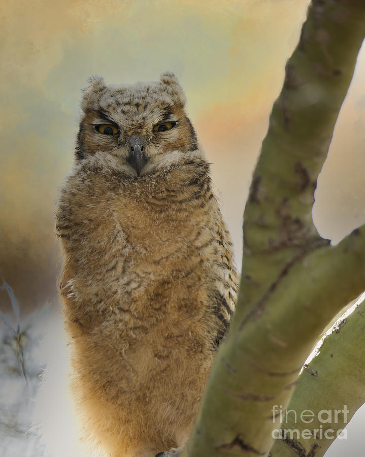 Owlet Ready To Fly On Its Own Digital Art by Tammy Keyes
