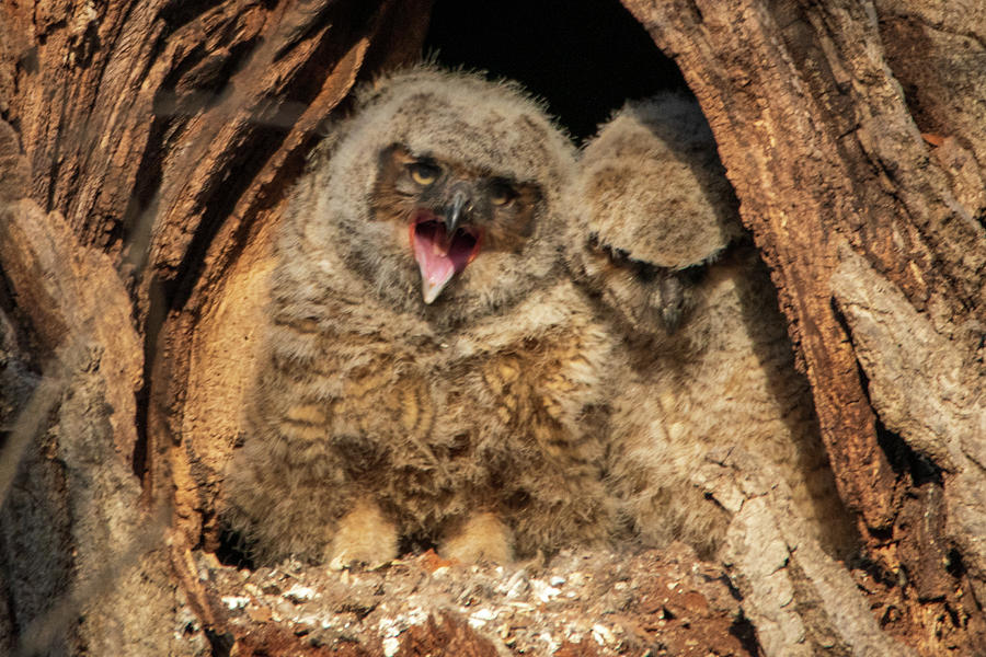 Bird Photograph - Owlet Squak by Elisa Sweet