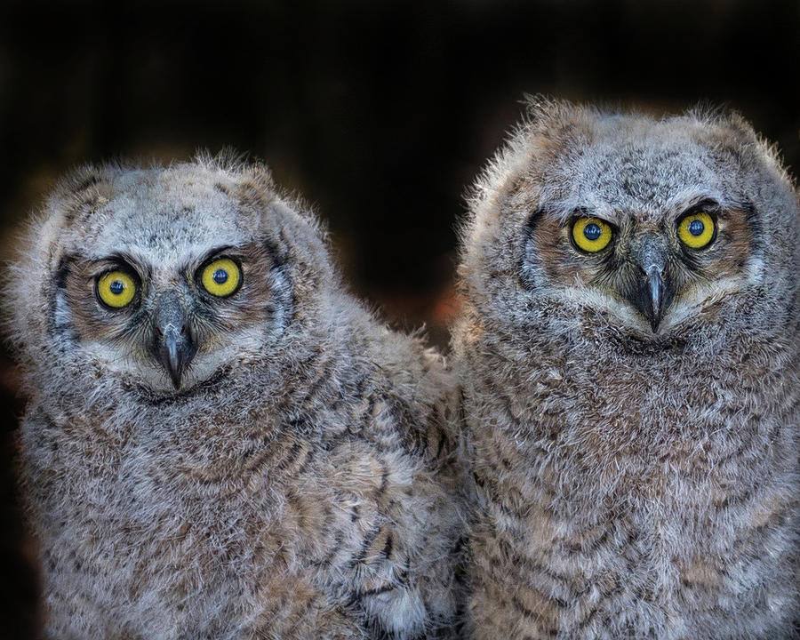 Owlets Photograph by CR Courson