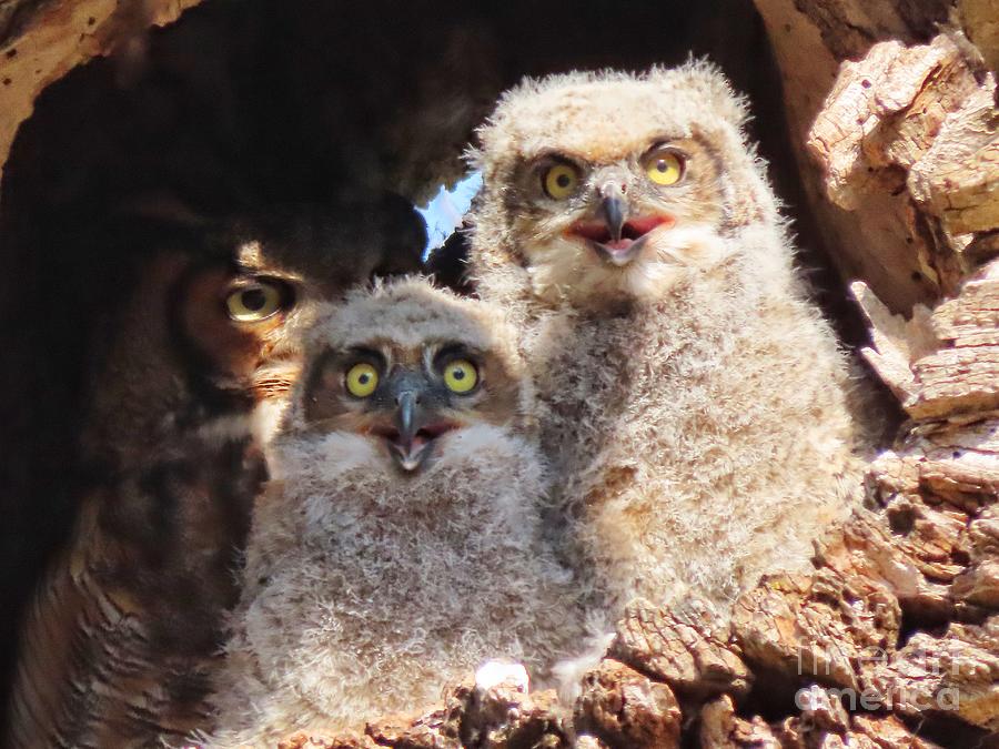 Owlets Photograph by Diana Rajala
