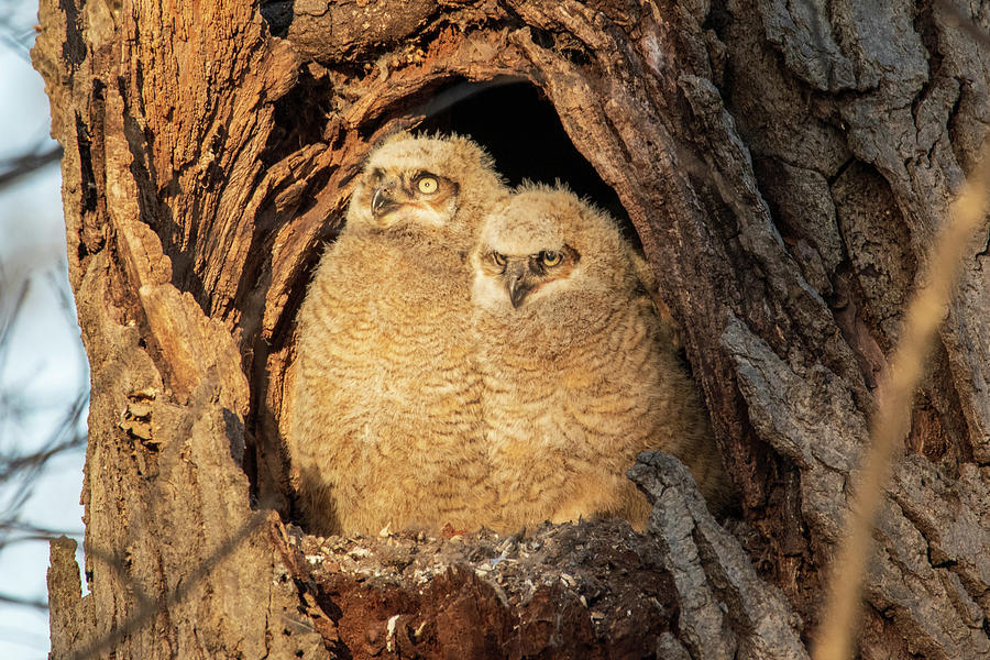Bird Photograph - Owlets Look for Mom by Elisa Sweet