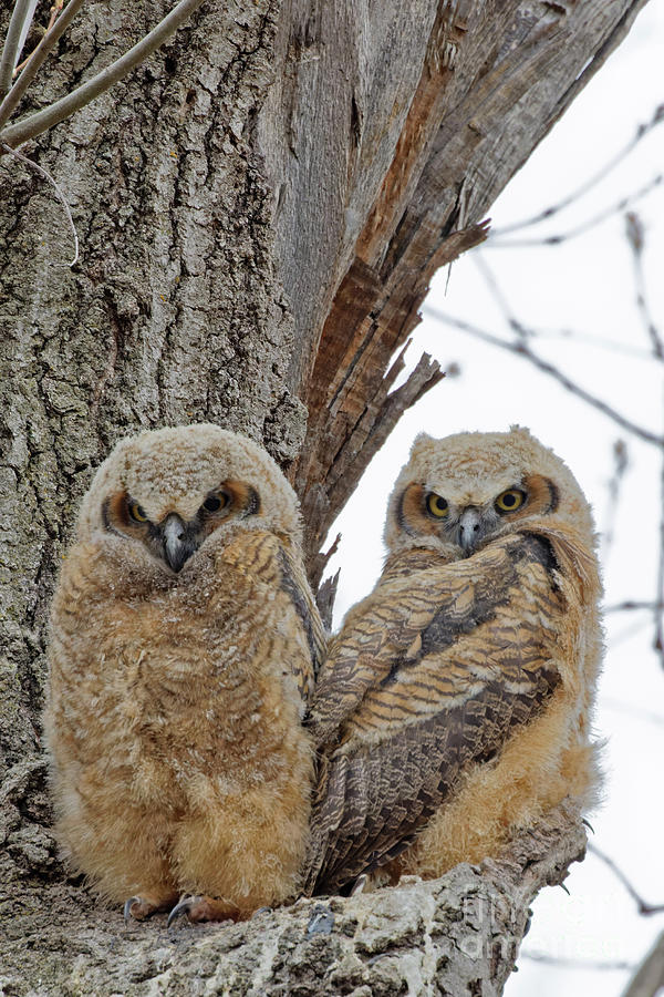 Owlets Photograph by Natural Focal Point Photography