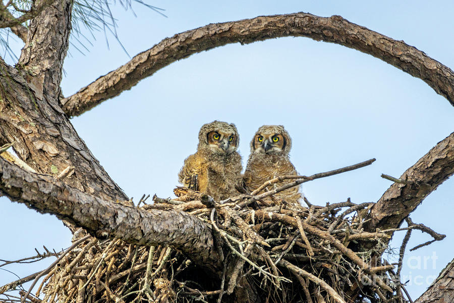 Owlettes in Nest Photograph by Tom Claud