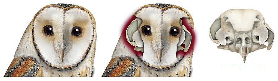 Owls Asymmetrical Ears - Fine Art Print - Stock Illustration Painting