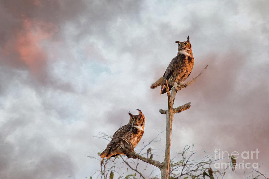 Great Horned Owls at Dusk - Stormy Sky Art Digital Art by Jayne Carney