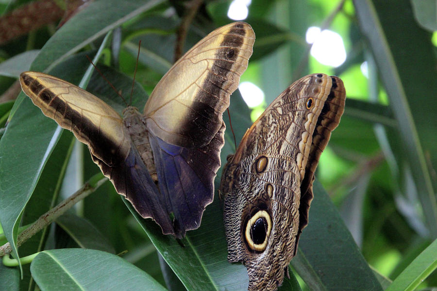 Owl Butterflies2548 Photograph by Carolyn Stagger Cokley