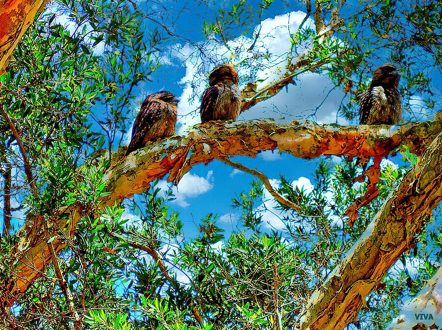 Owls In The Treetop Photograph by VIVA Anderson
