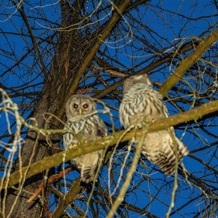 Owls In Tree Photograph by James Cousineau