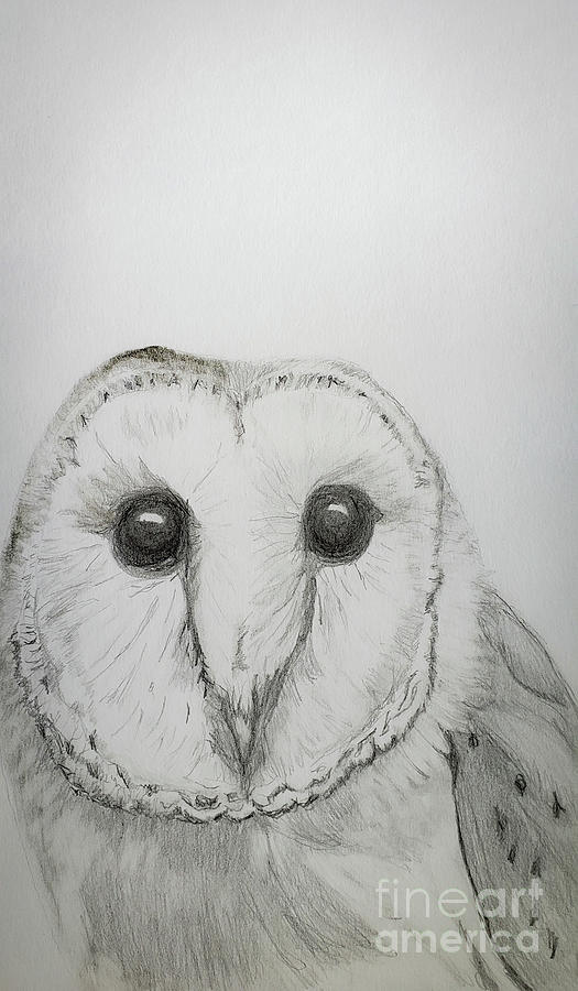 Owls Drawing by Mary Capriole
