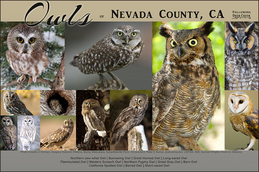Owls of Nevada County California Digital Art by Lisa Redfern
