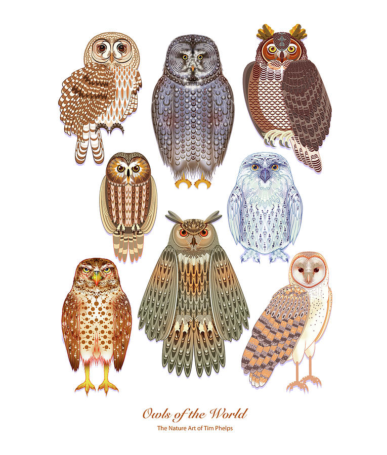 Owls of the World Digital Art by Tim Phelps