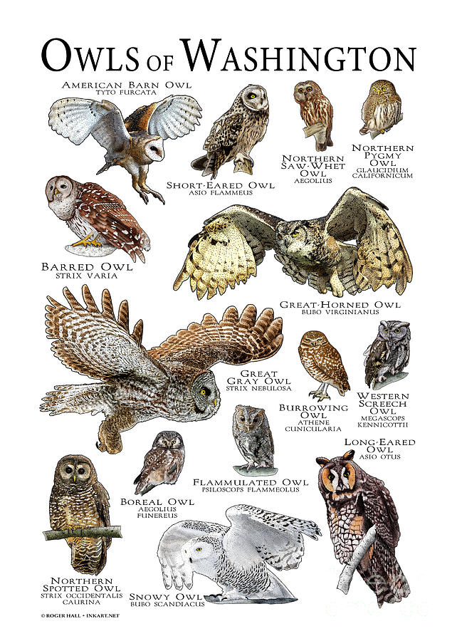Owls of Washington Photograph by Roger Hall