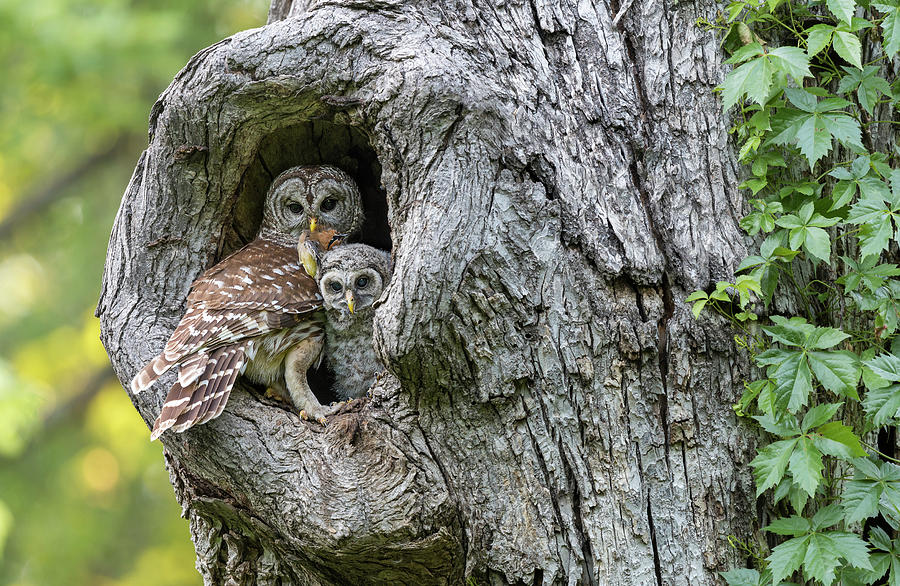 Owls Photograph by Puttaswamy Ravishankar