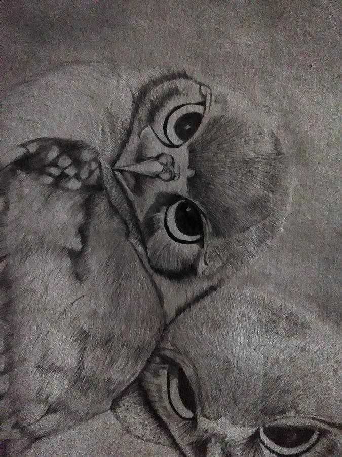 Owl Drawing - Owls by Sharon Akowonjo