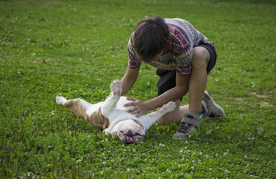 Owner rubbing his dog belly, in grass. Photograph by Hd91239130